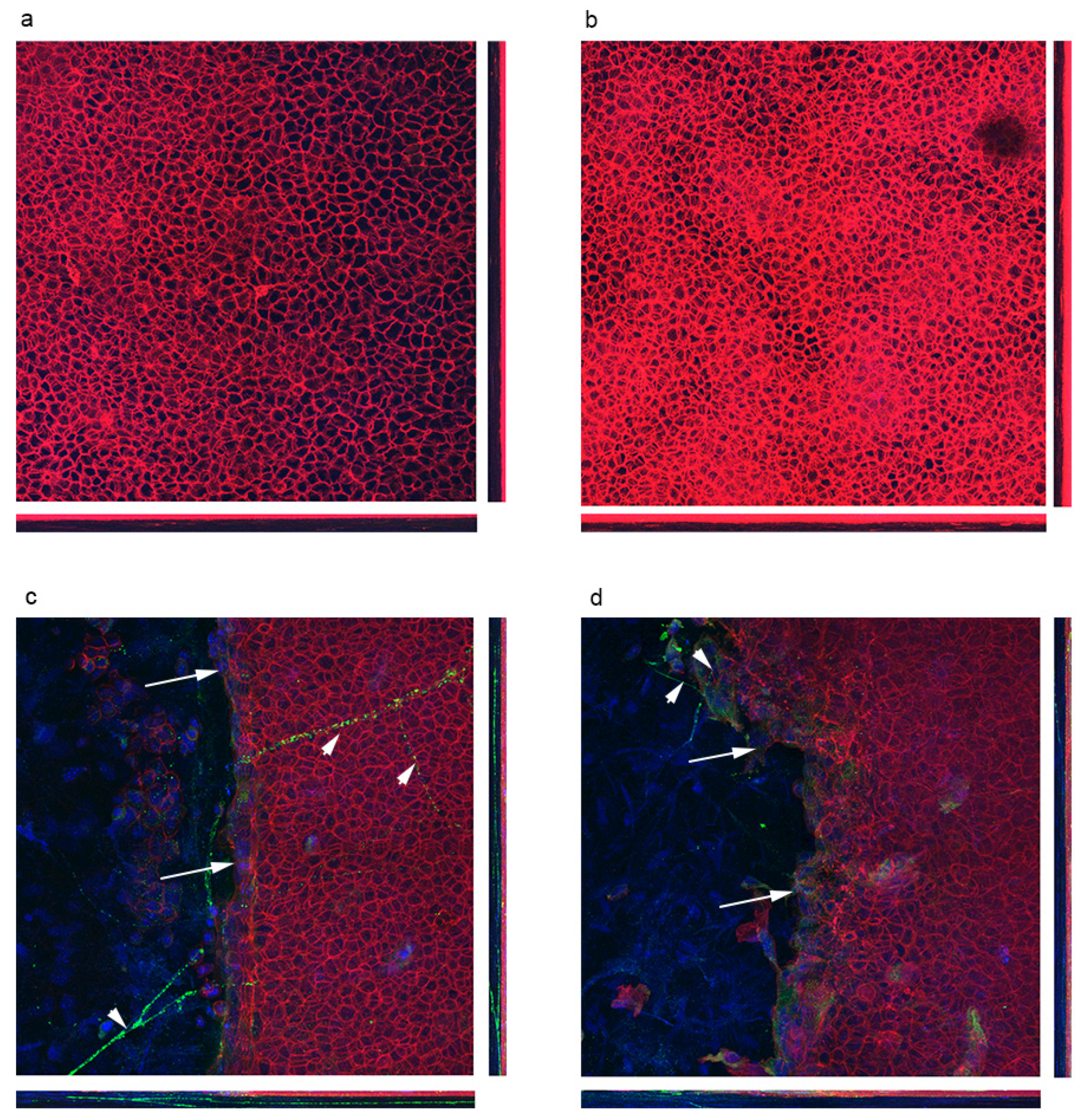 Bioengineering 07 00014 g007