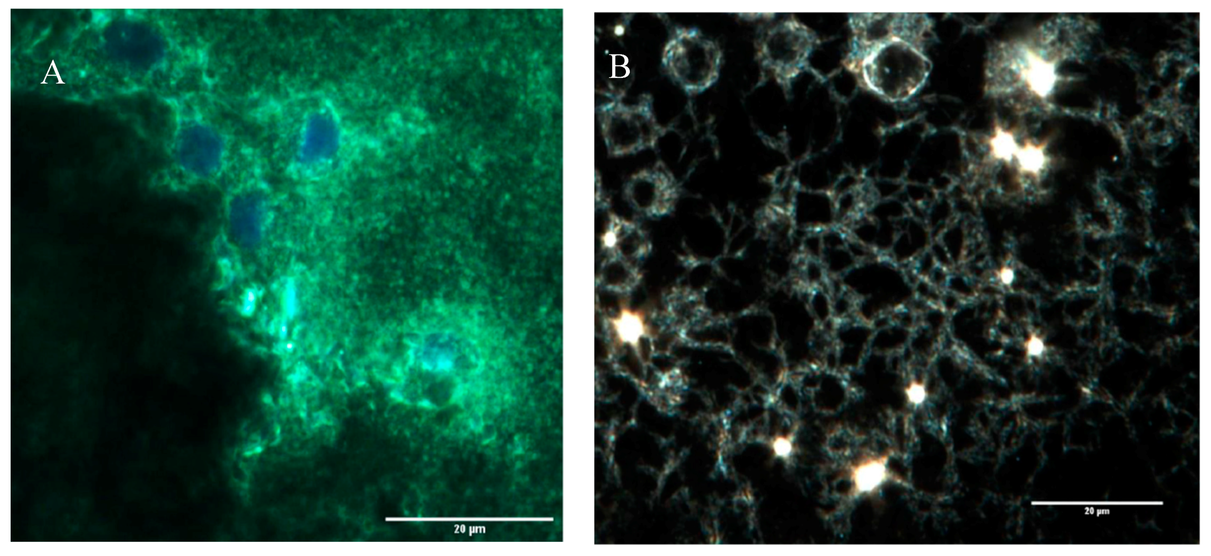 Bioengineering 07 00021 g004a