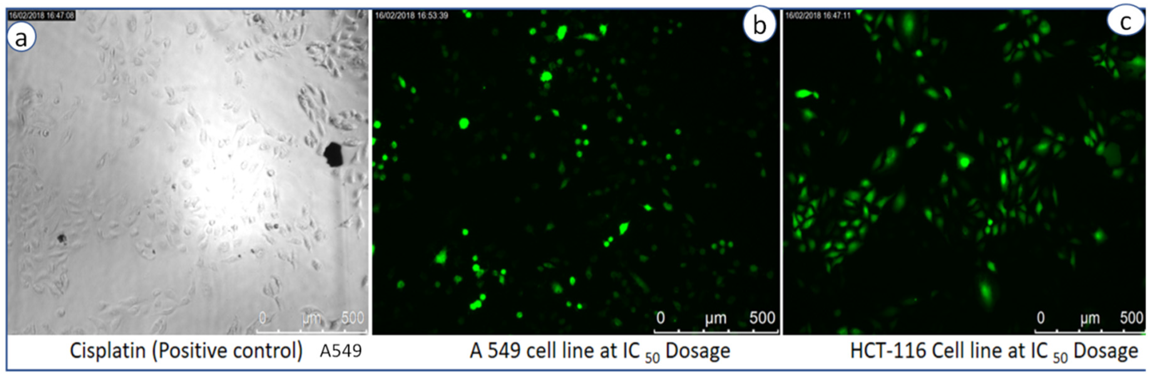 Bioengineering 07 00026 g008