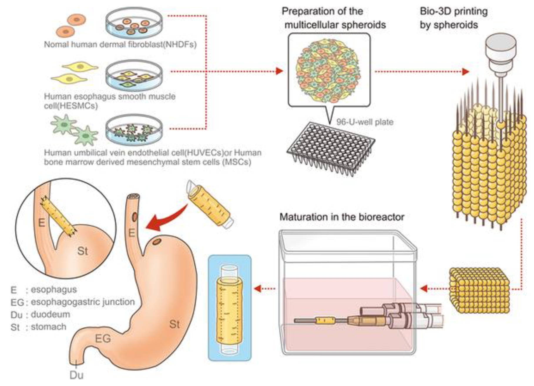 Bioengineering 07 00032 g003