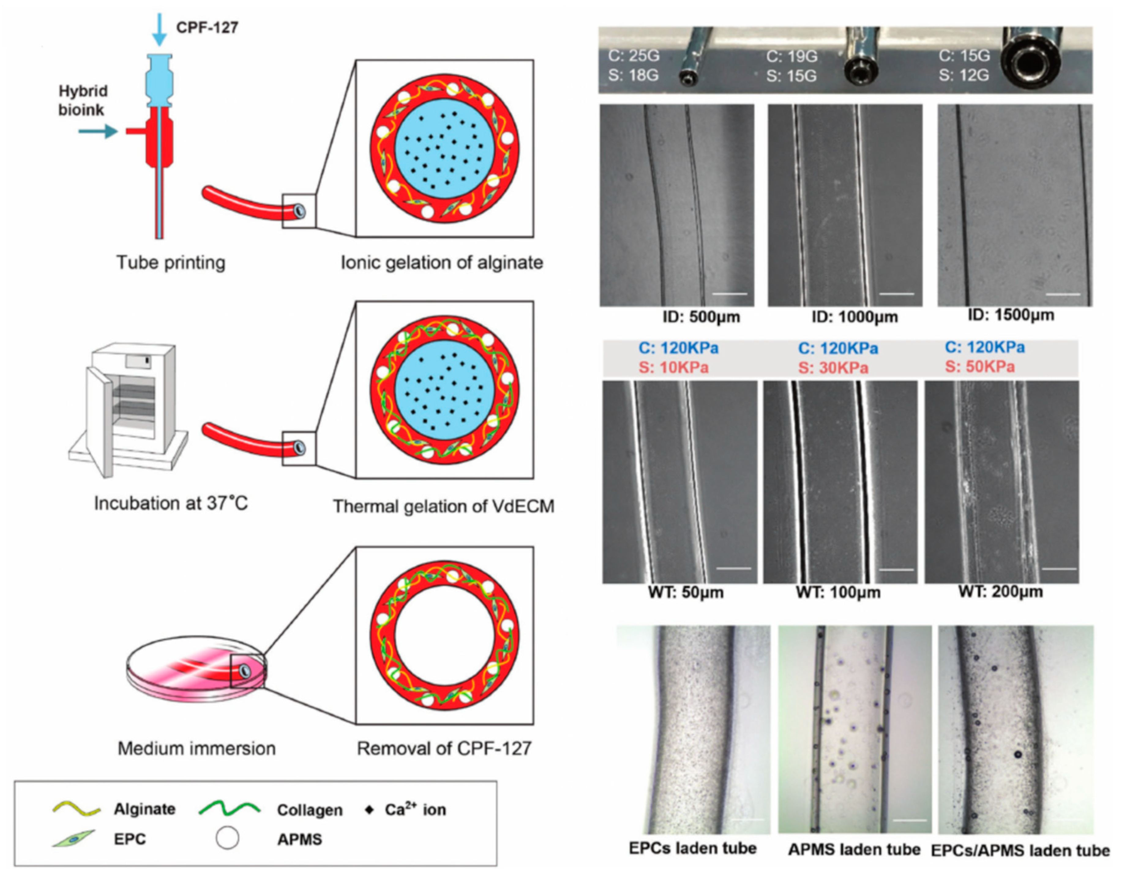 Bioengineering 07 00032 g004