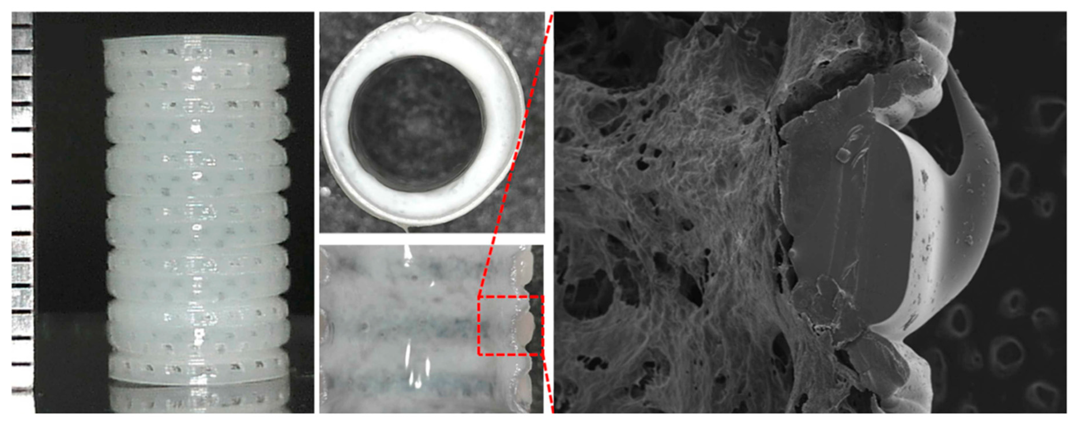 Bioengineering 07 00032 g005