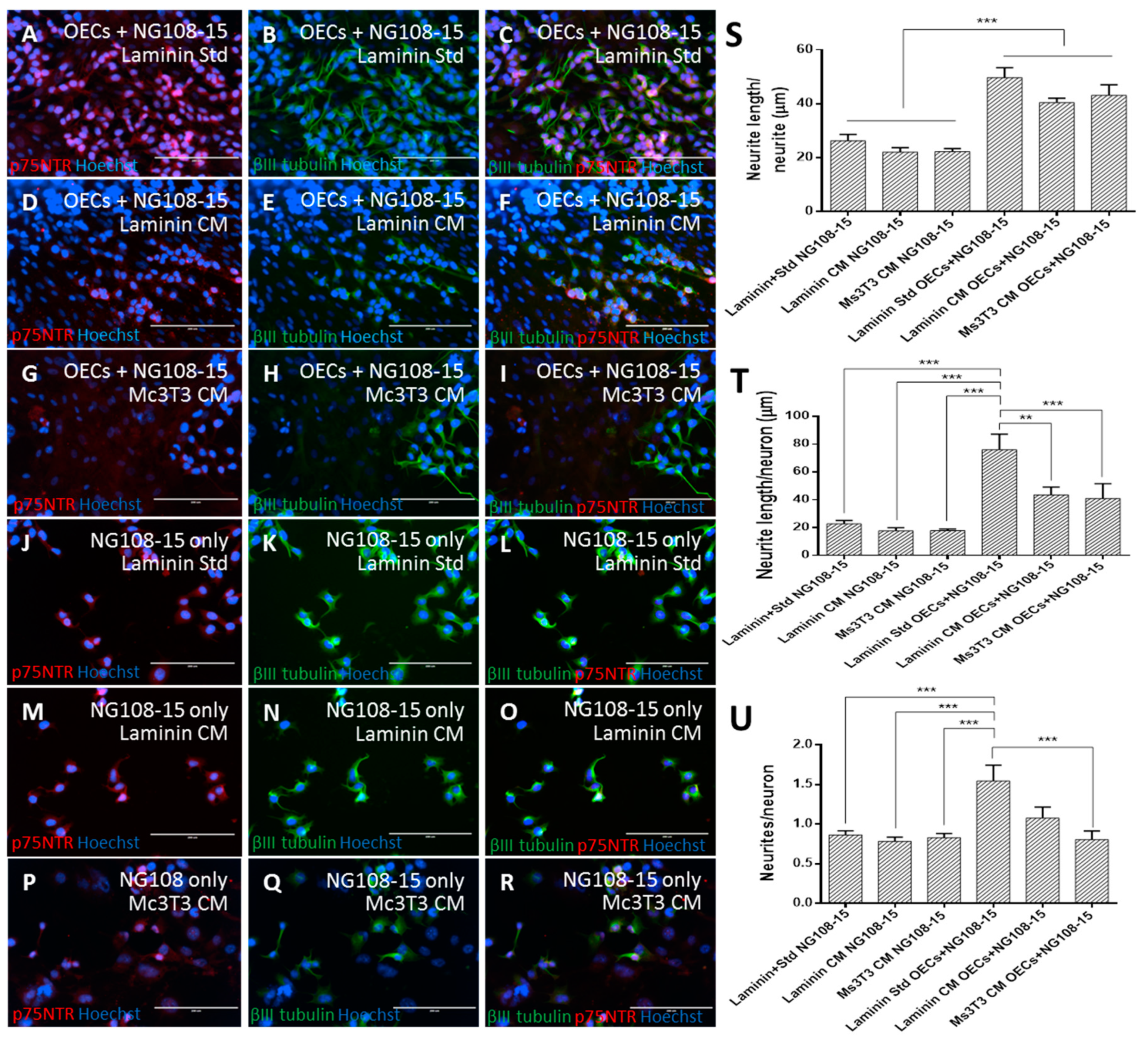 Bioengineering 07 00037 g005
