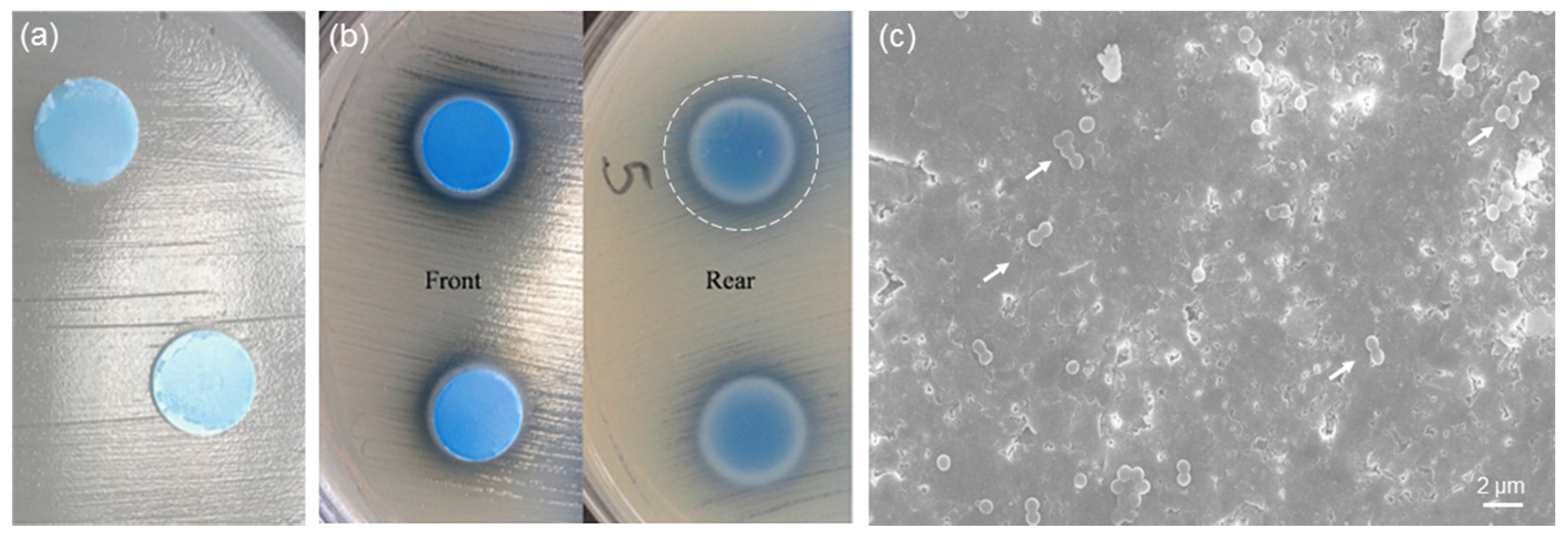 Bioengineering 07 00045 g007