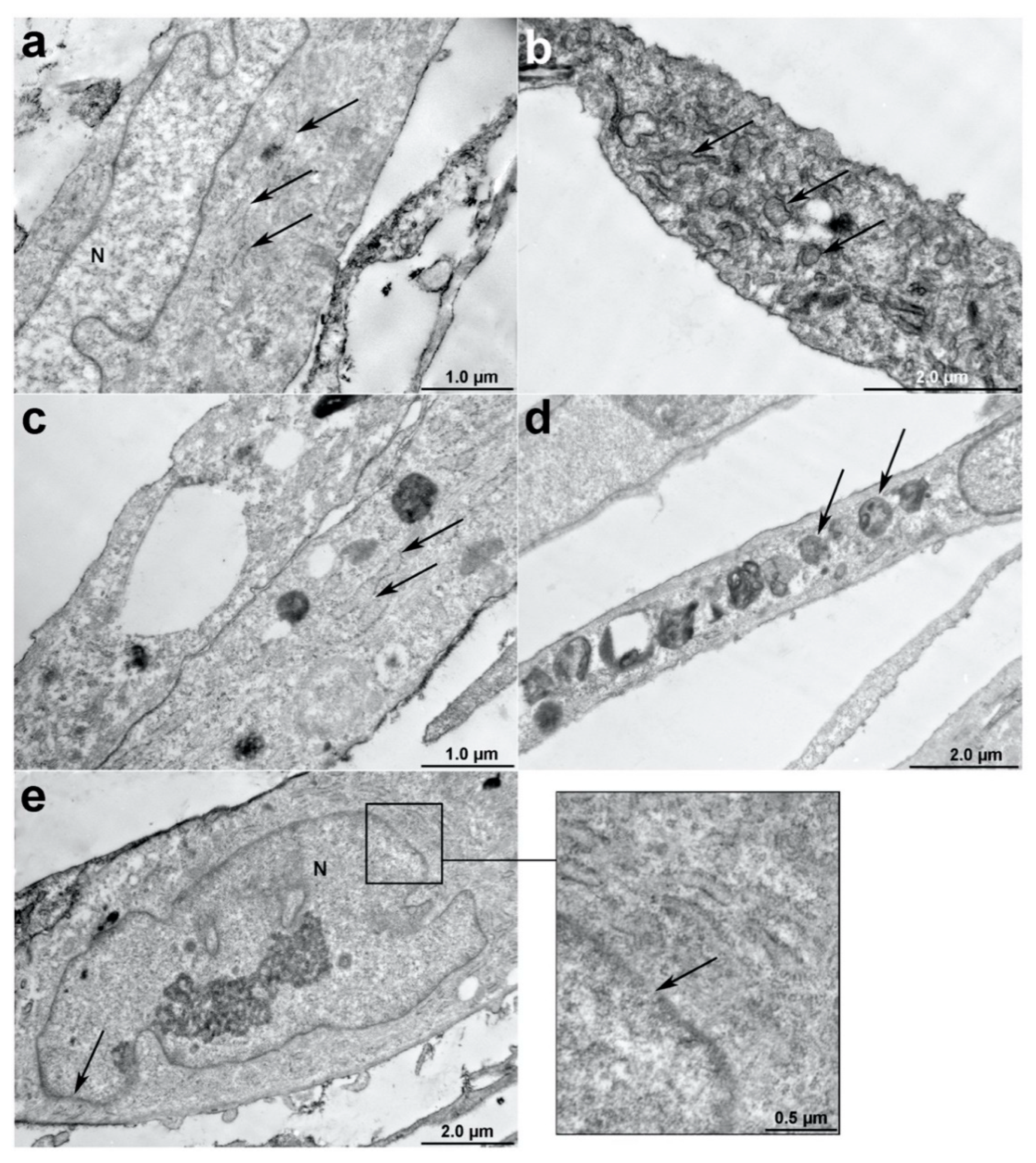 Bioengineering 07 00059 g003