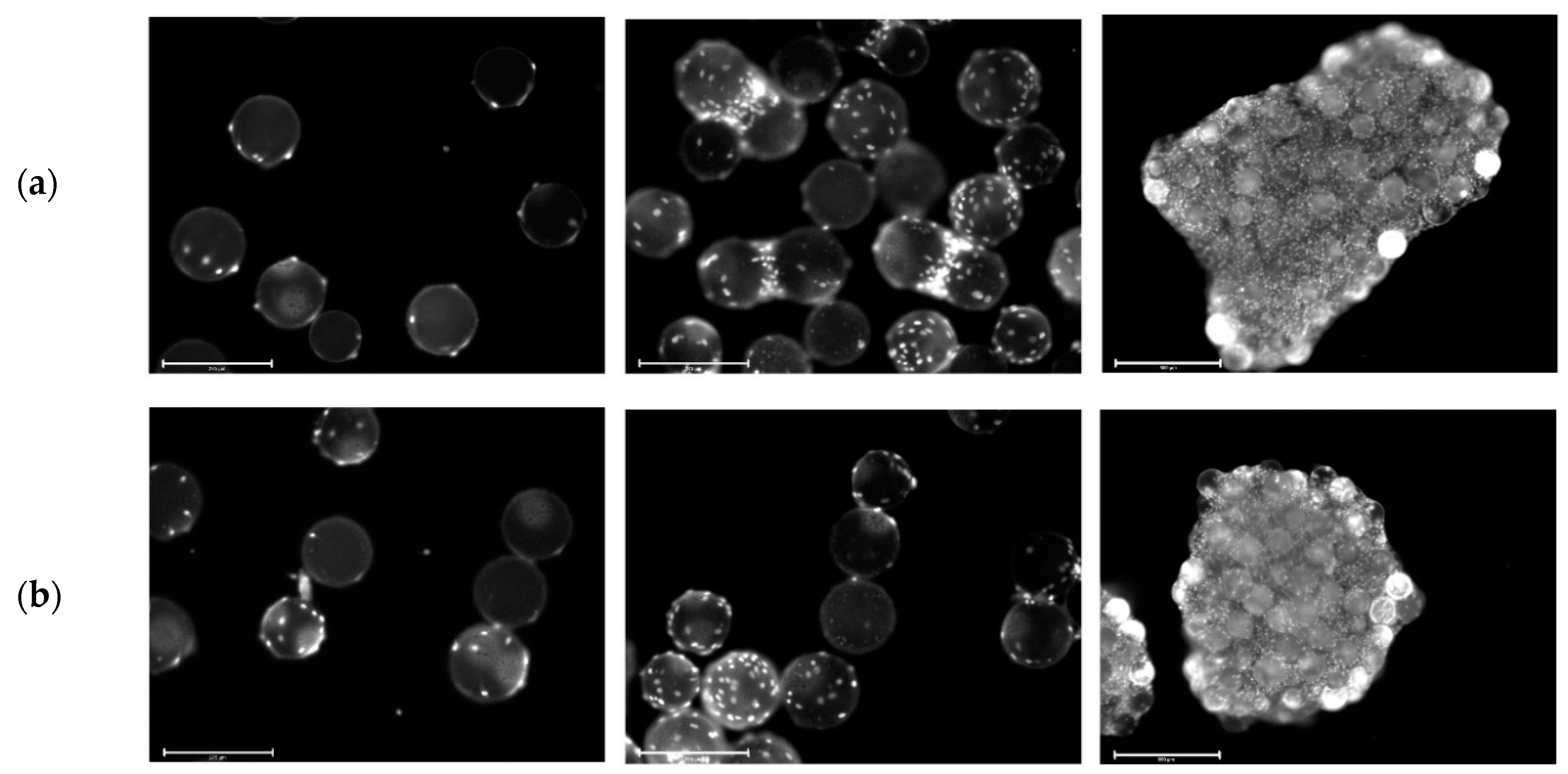 Bioengineering 07 00077 g005 Bioengineering 07 00077 g005