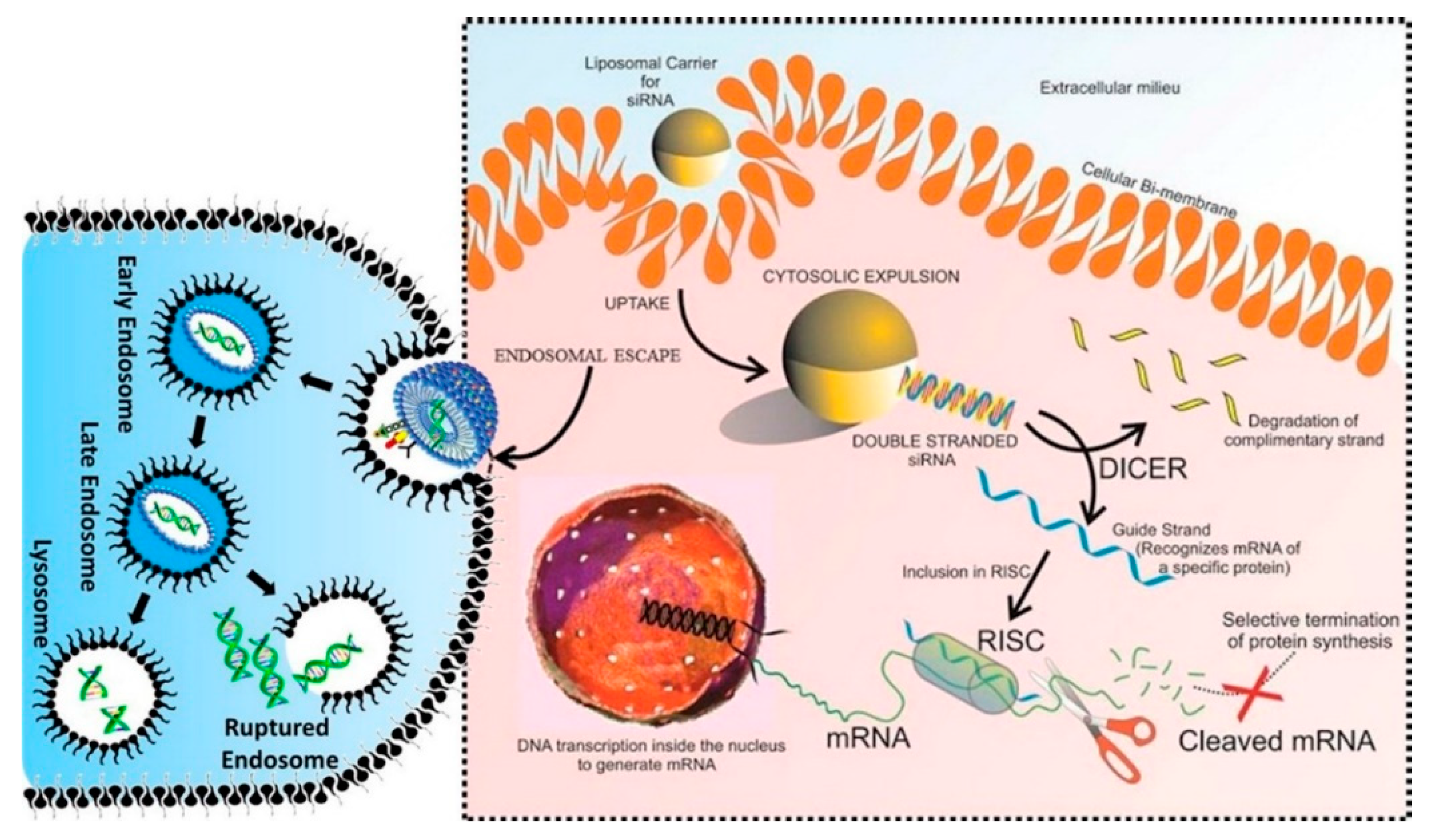 Bioengineering 07 00091 g005
