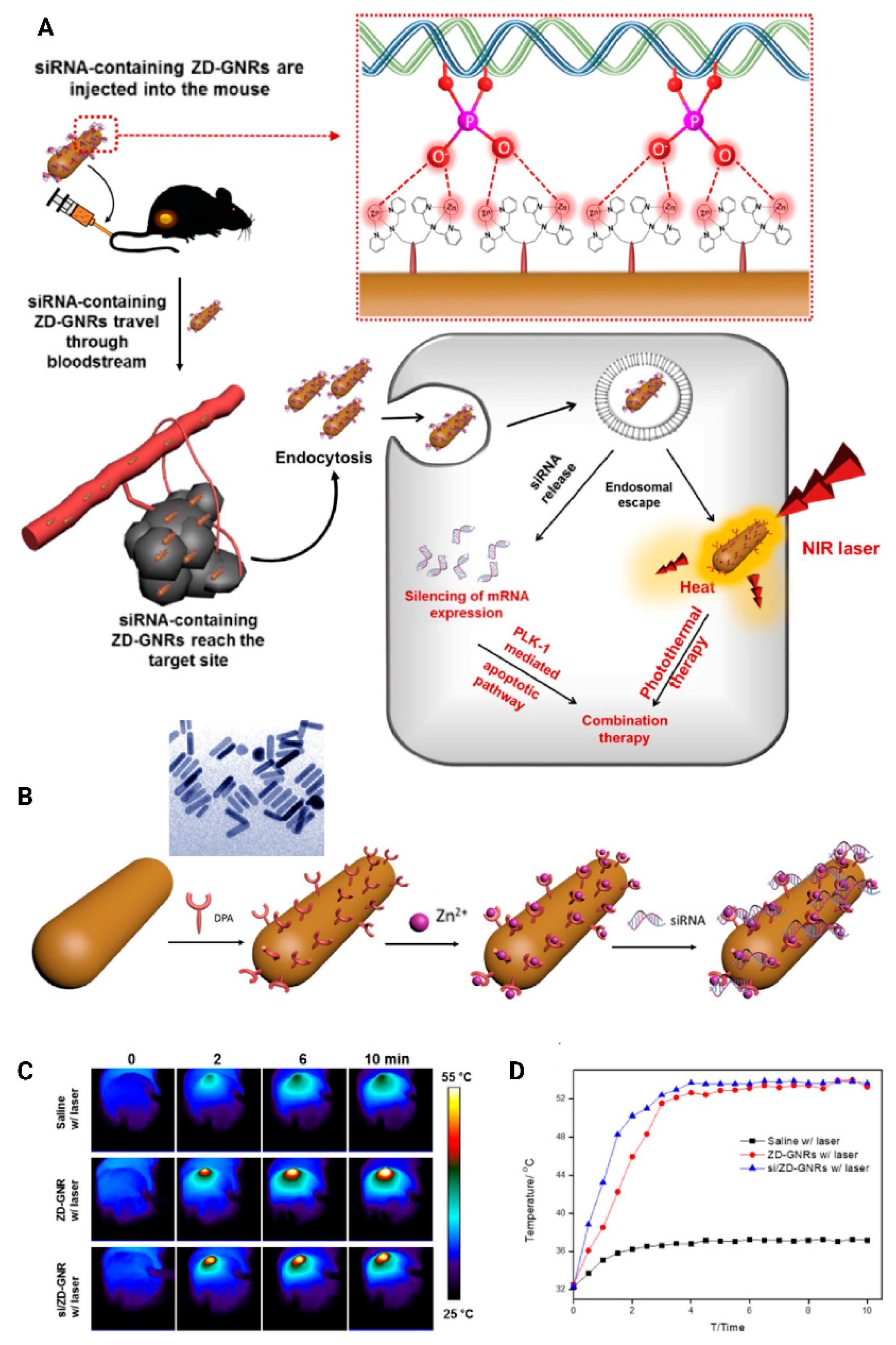 Bioengineering 07 00091 g016