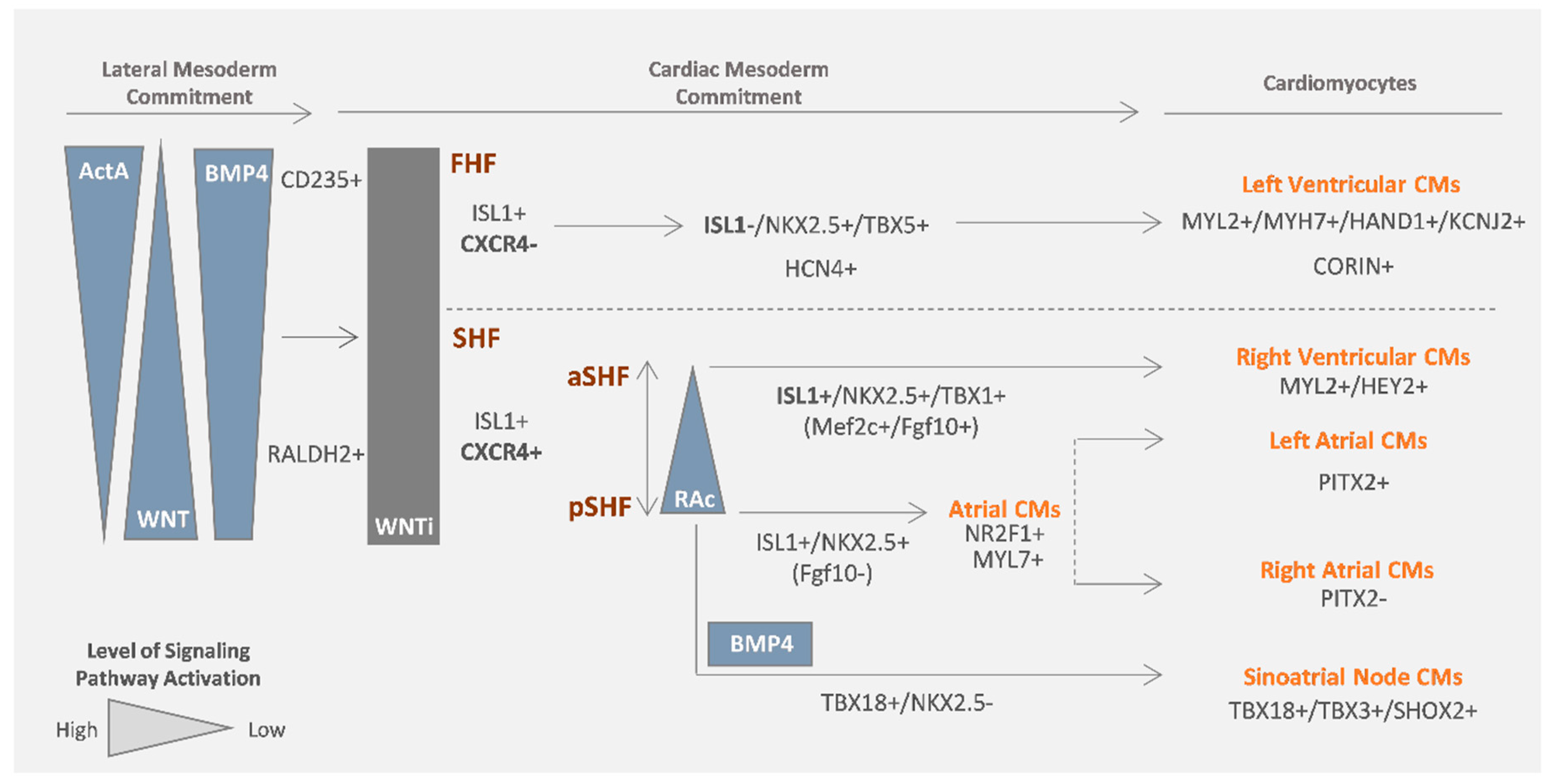 Bioengineering 07 00092 g002 Bioengineering 07 00092 g002