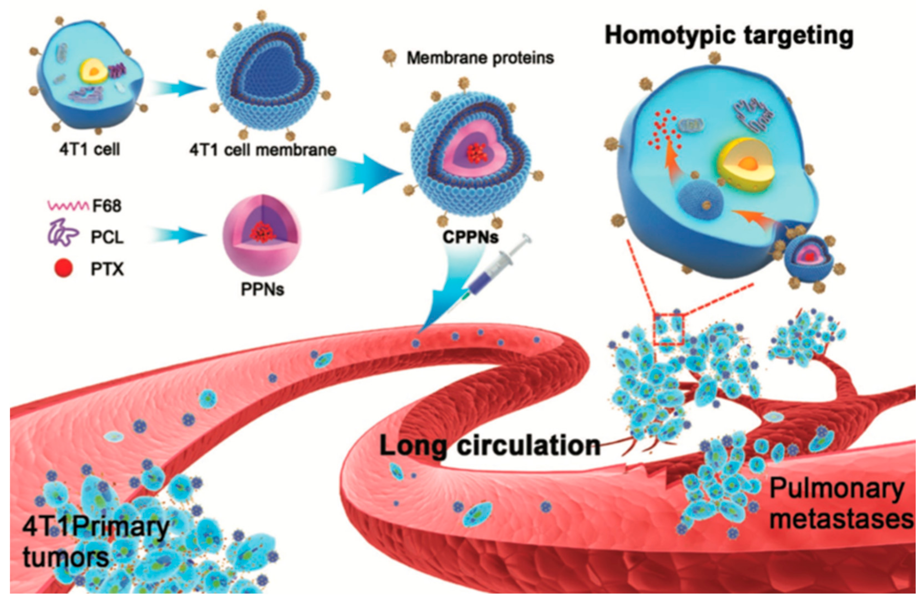 Bioengineering 07 00111 g002