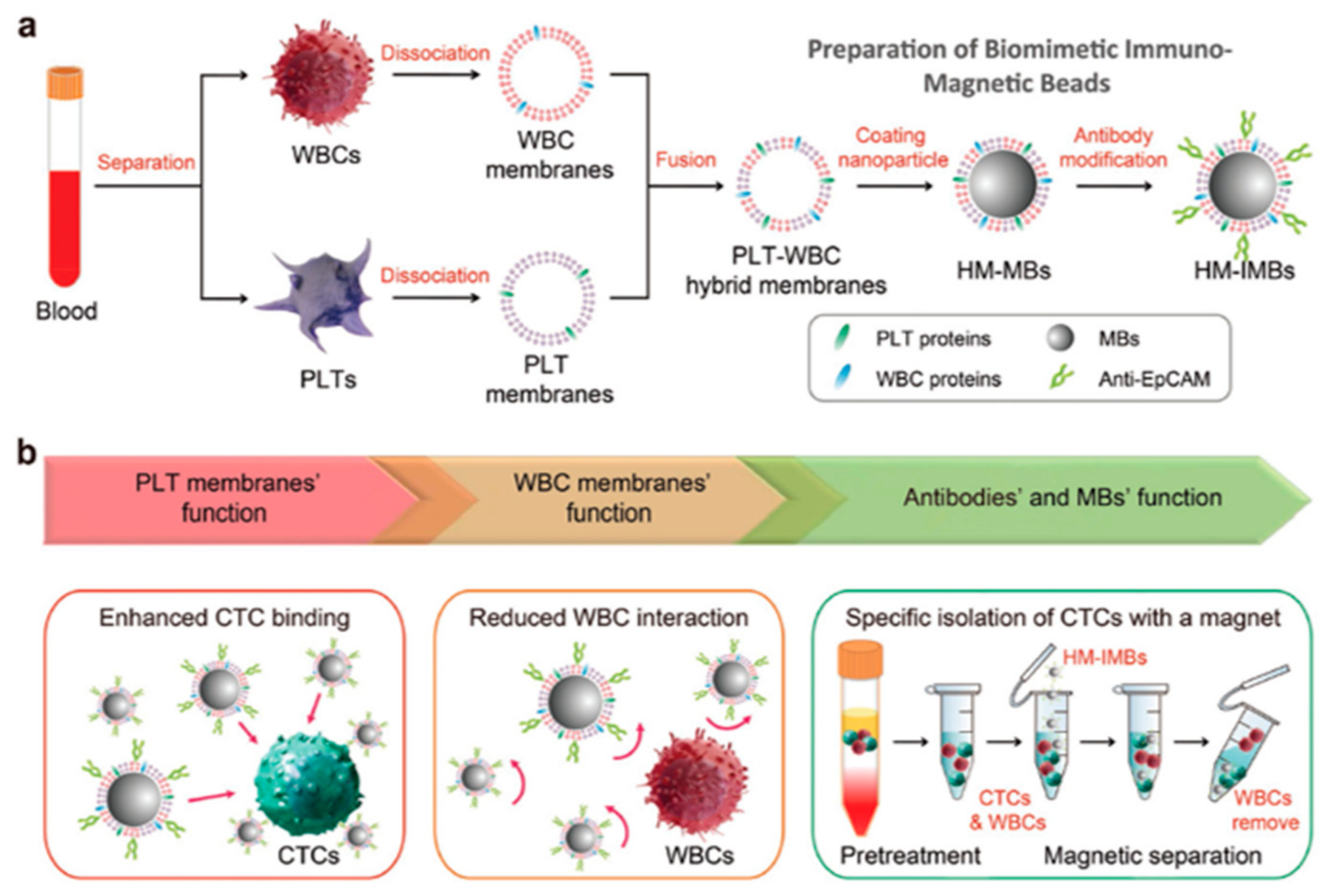Bioengineering 07 00111 g004