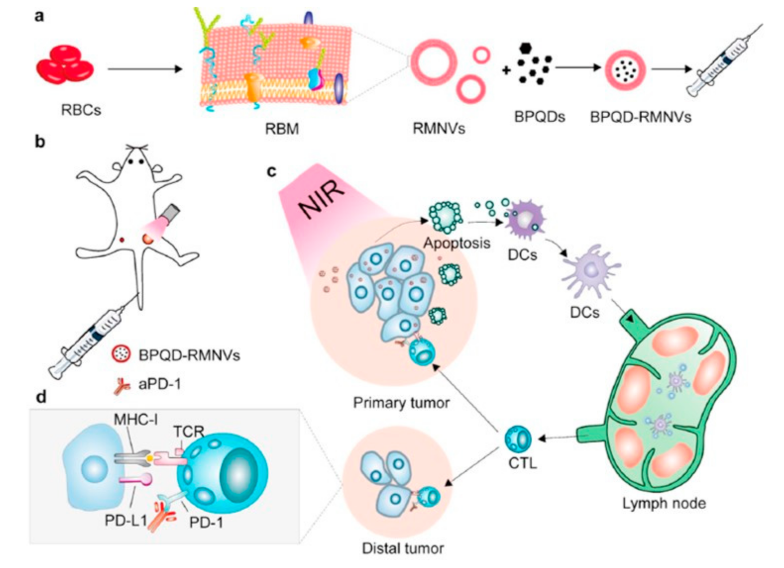 Bioengineering 07 00111 g006