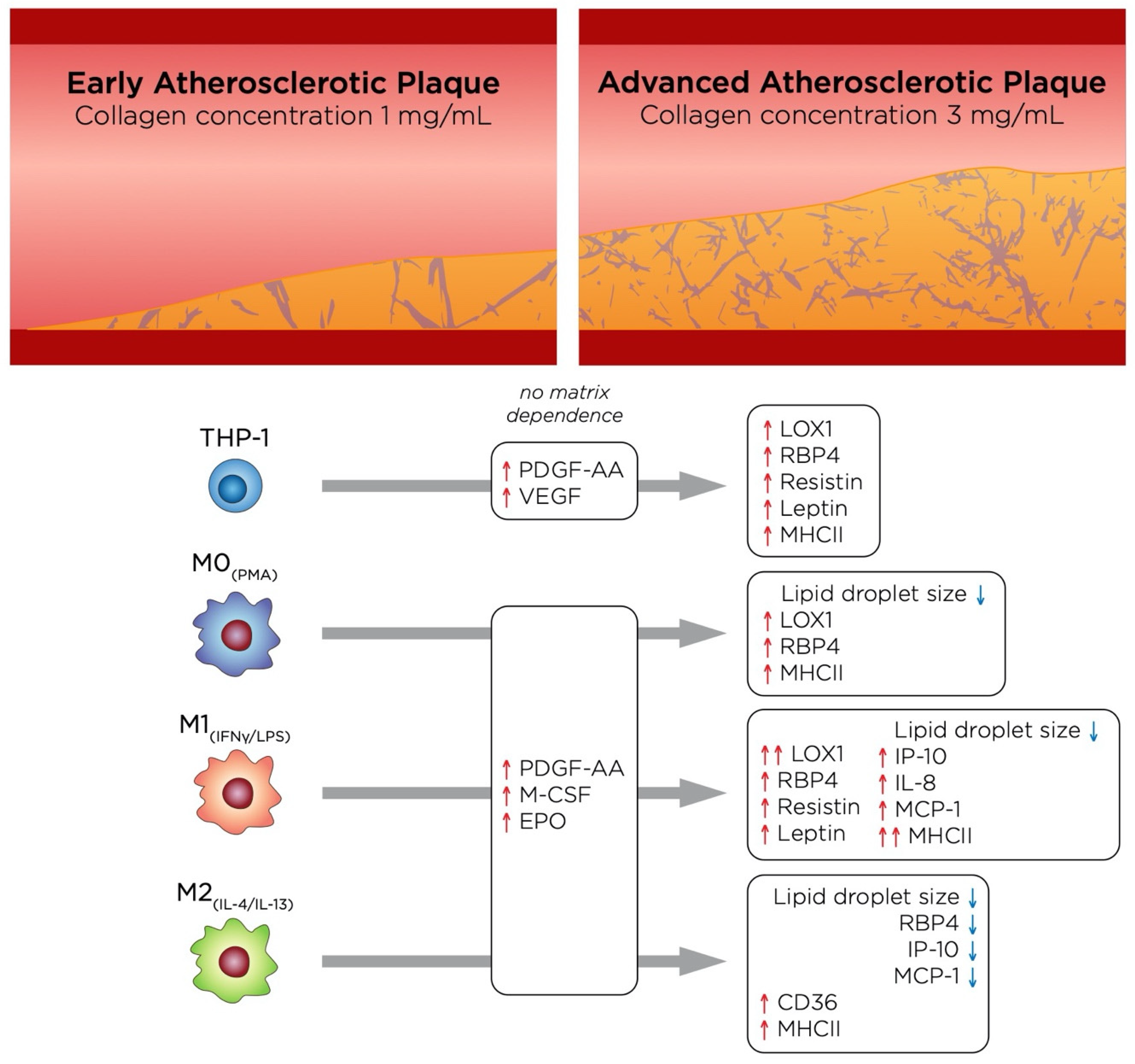 Bioengineering 07 00113 g007