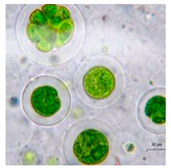 Bioengineering 07 00129 i001