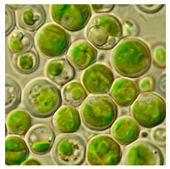 Bioengineering 07 00129 i003