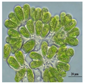 Bioengineering 07 00129 i005