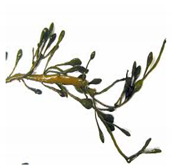 Bioengineering 07 00129 i007