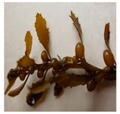 Bioengineering 07 00129 i009