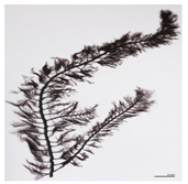 Bioengineering 07 00129 i011