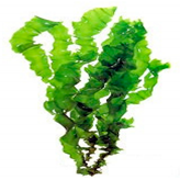 Bioengineering 07 00129 i013