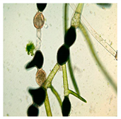 Bioengineering 07 00129 i015