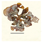 Bioengineering 07 00129 i017