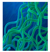 Bioengineering 07 00129 i019