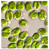 Bioengineering 07 00129 i021