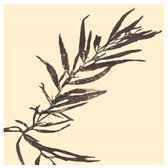 Bioengineering 07 00129 i023