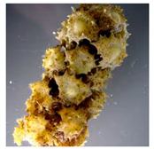 Bioengineering 07 00129 i025