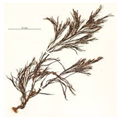 Bioengineering 07 00129 i027