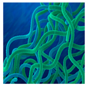 Bioengineering 07 00129 i029