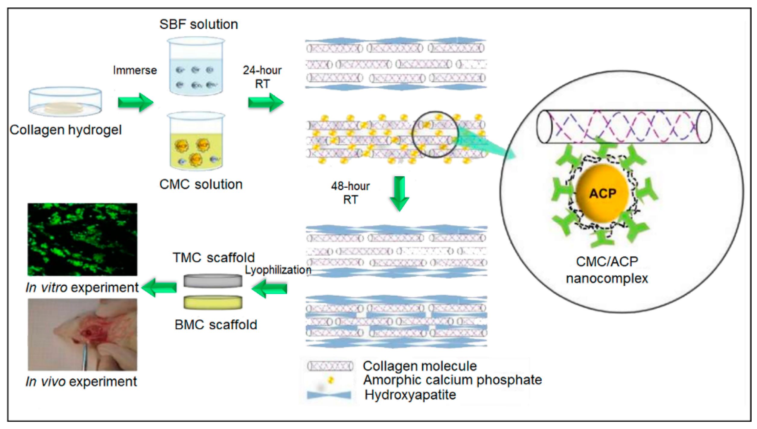 Bioengineering 07 00132 g004 Bioengineering 07 00132 g004