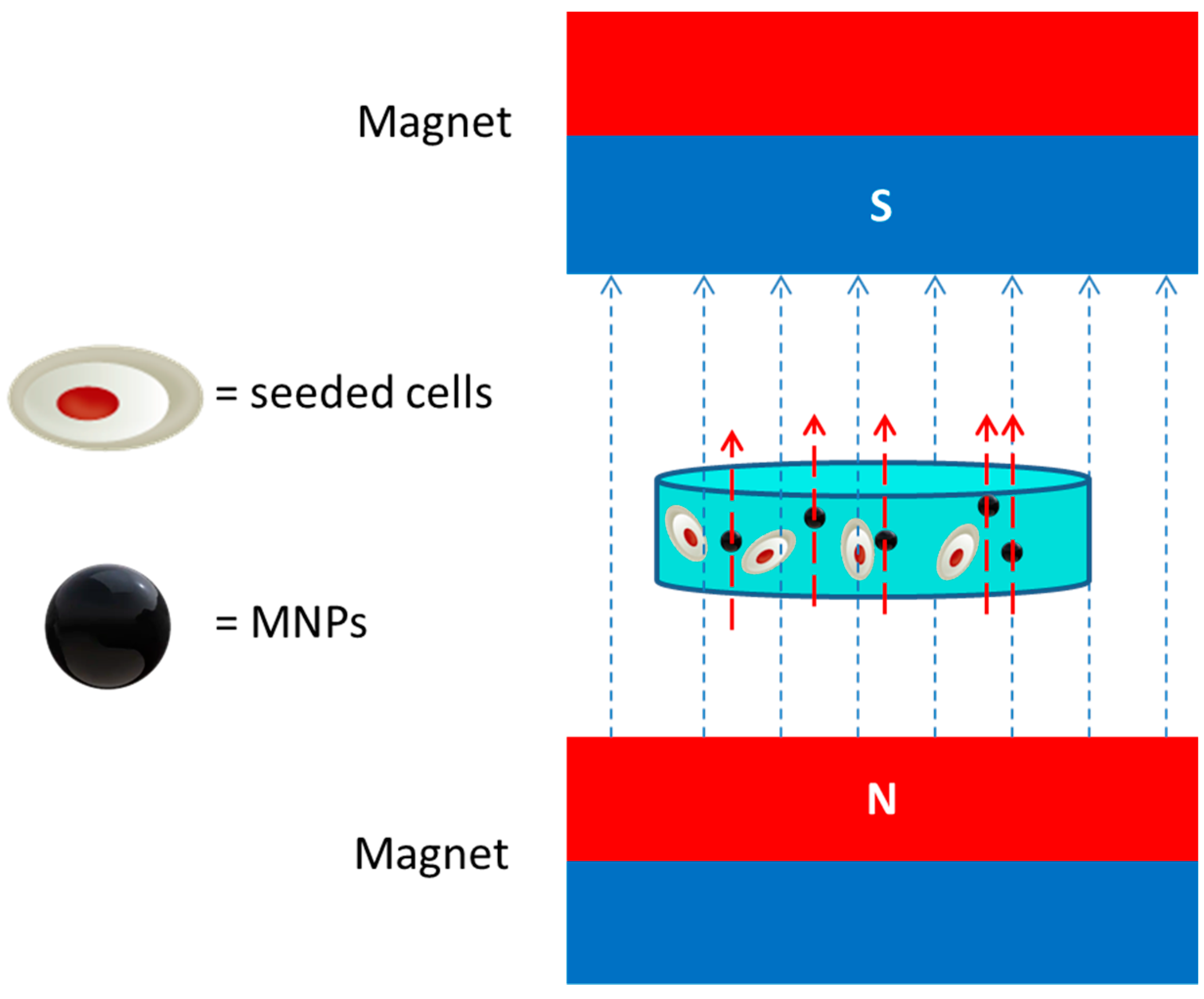 Bioengineering 07 00153 g003