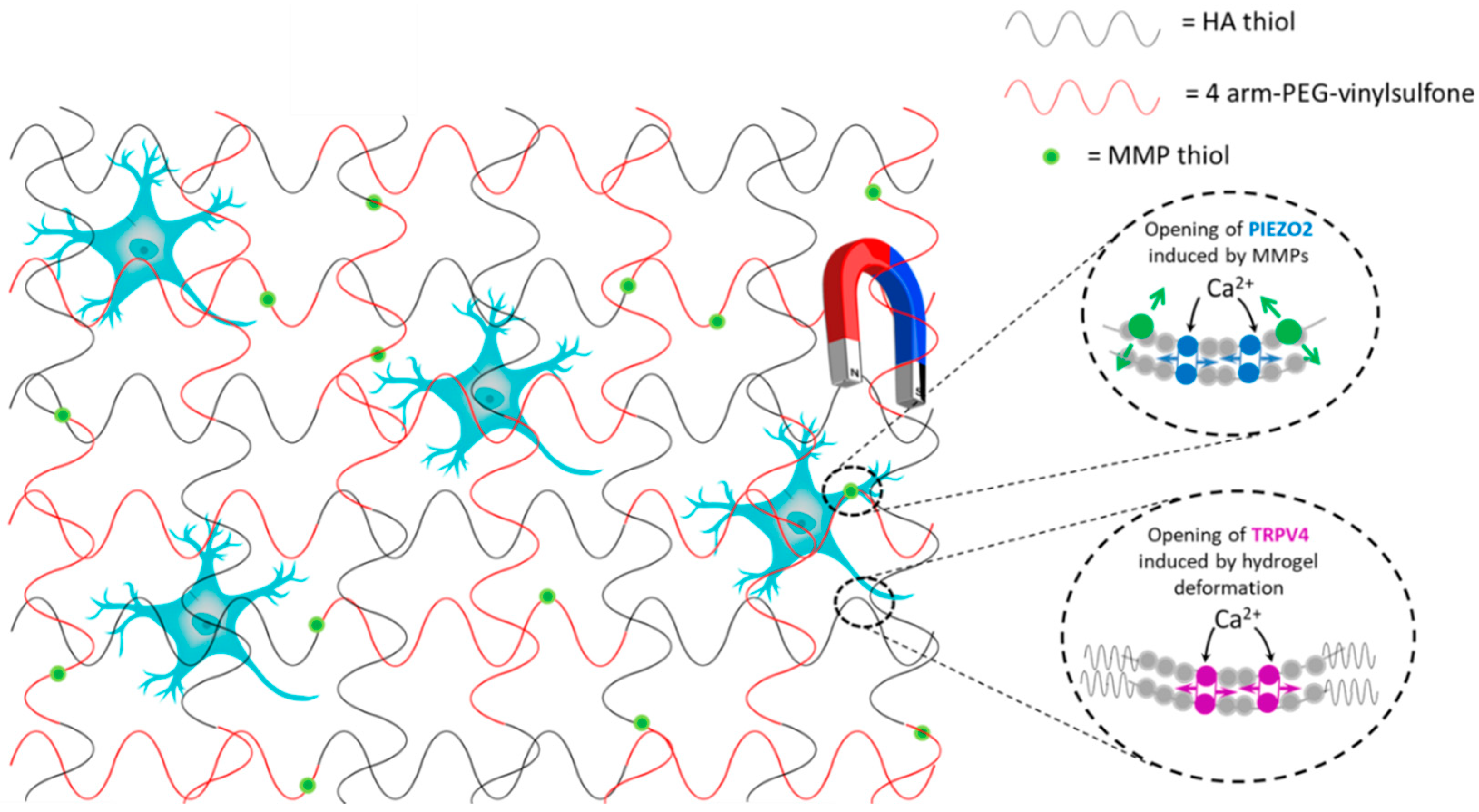Bioengineering 07 00153 g005