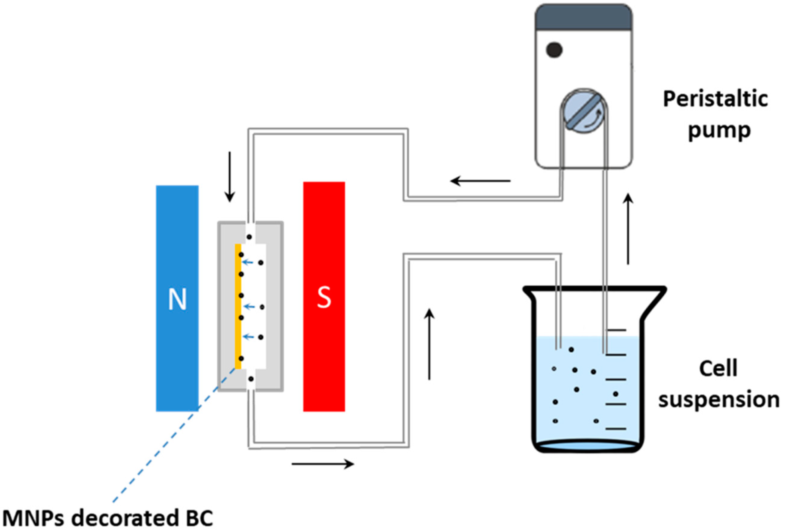 Bioengineering 07 00153 g007