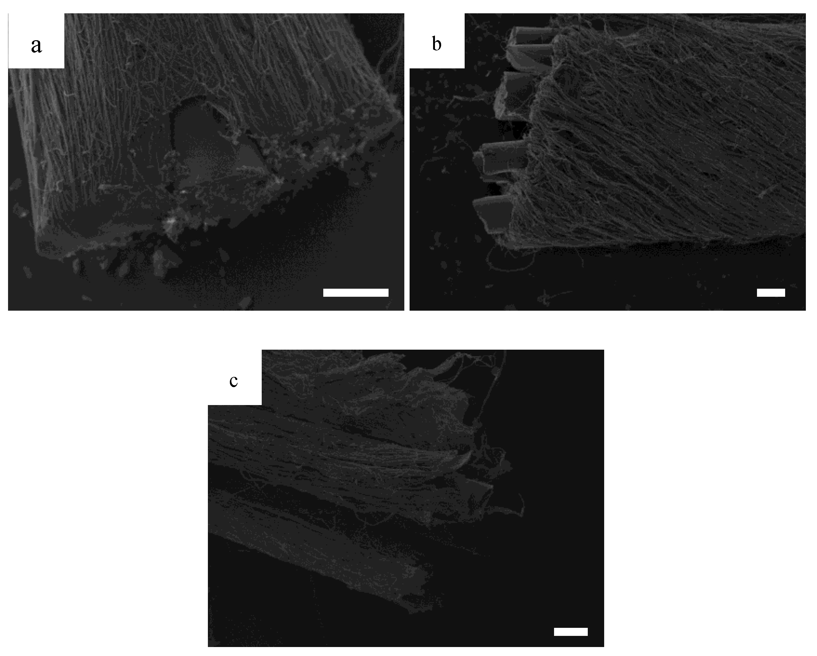 Bioengineering 07 00165 g003 Bioengineering 07 00165 g003