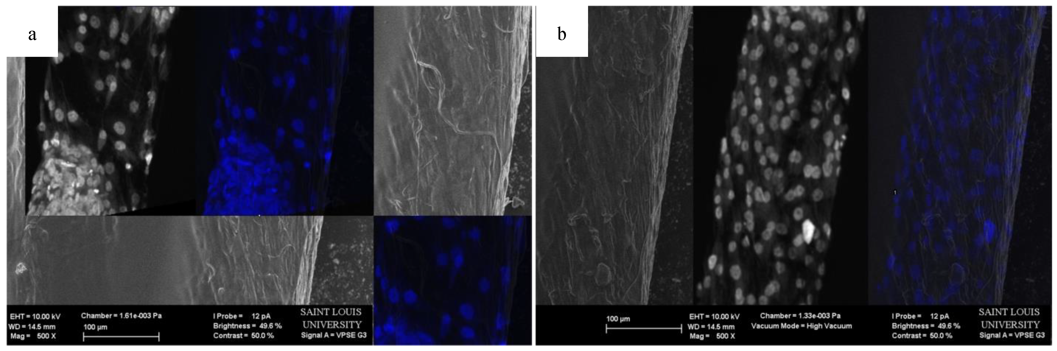 Bioengineering 07 00165 g009 Bioengineering 07 00165 g009