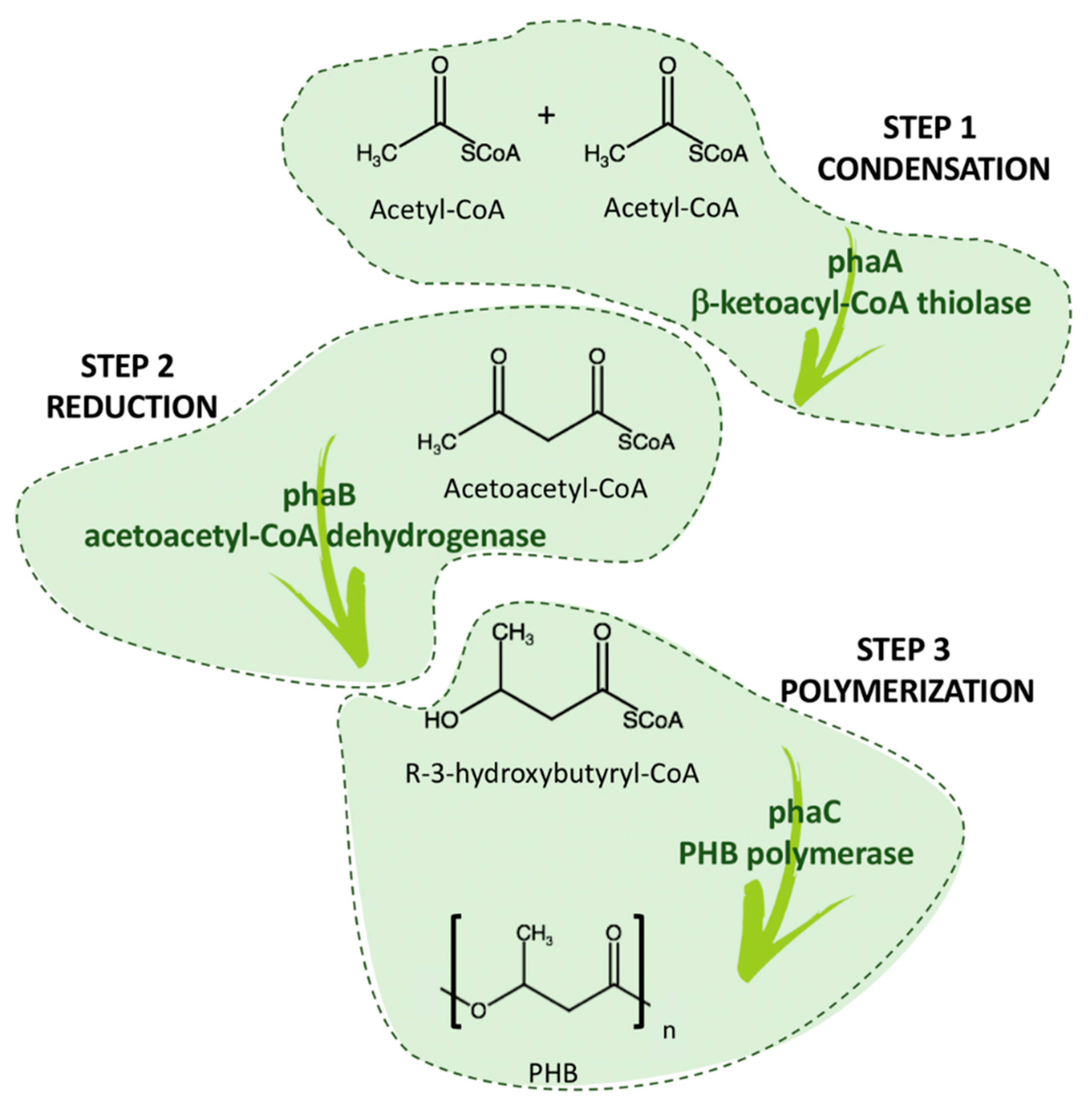 Bioengineering 08 00029 g005 Bioengineering 08 00029 g005