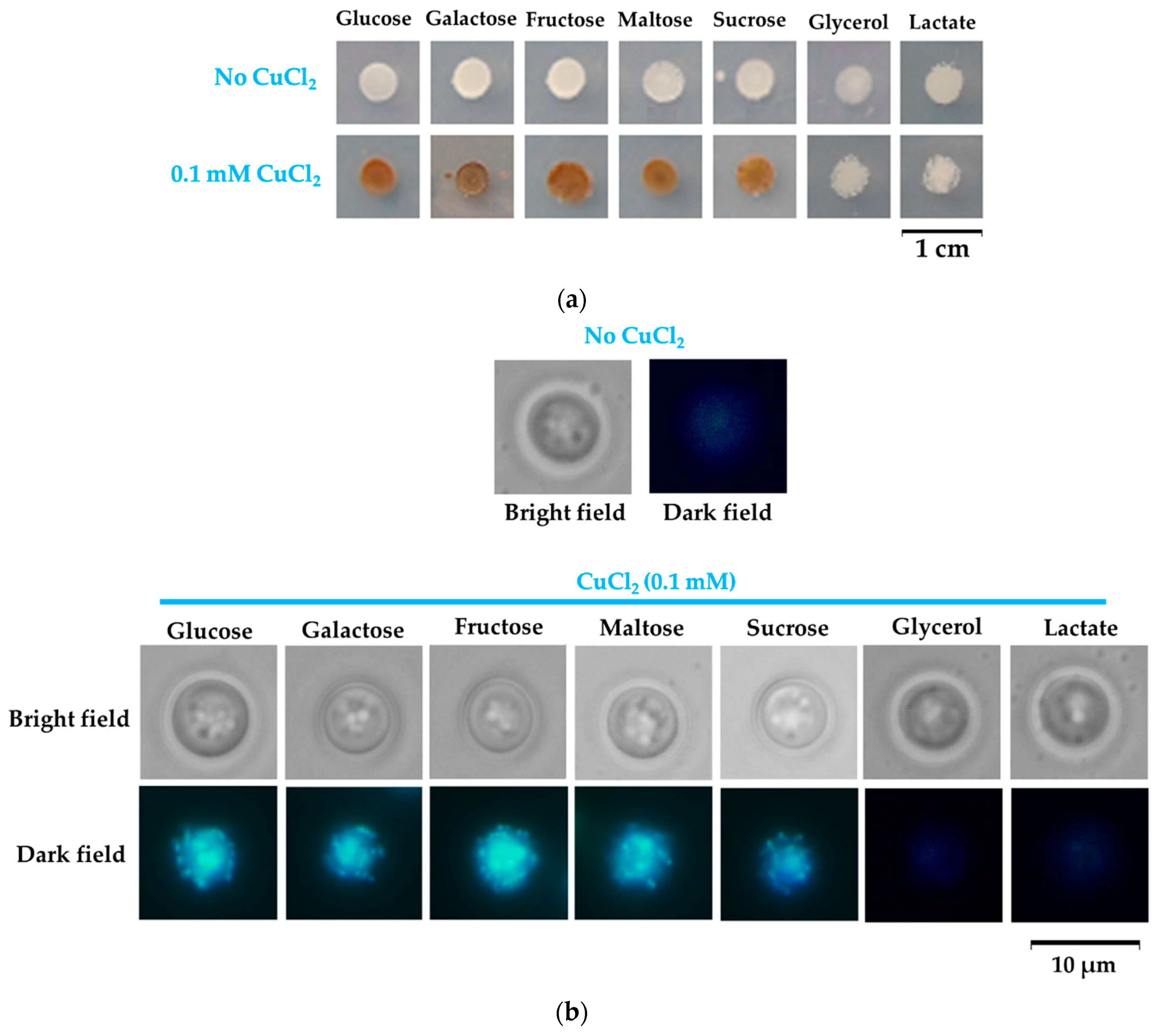 Bioengineering 08 00036 g008 Bioengineering 08 00036 g008