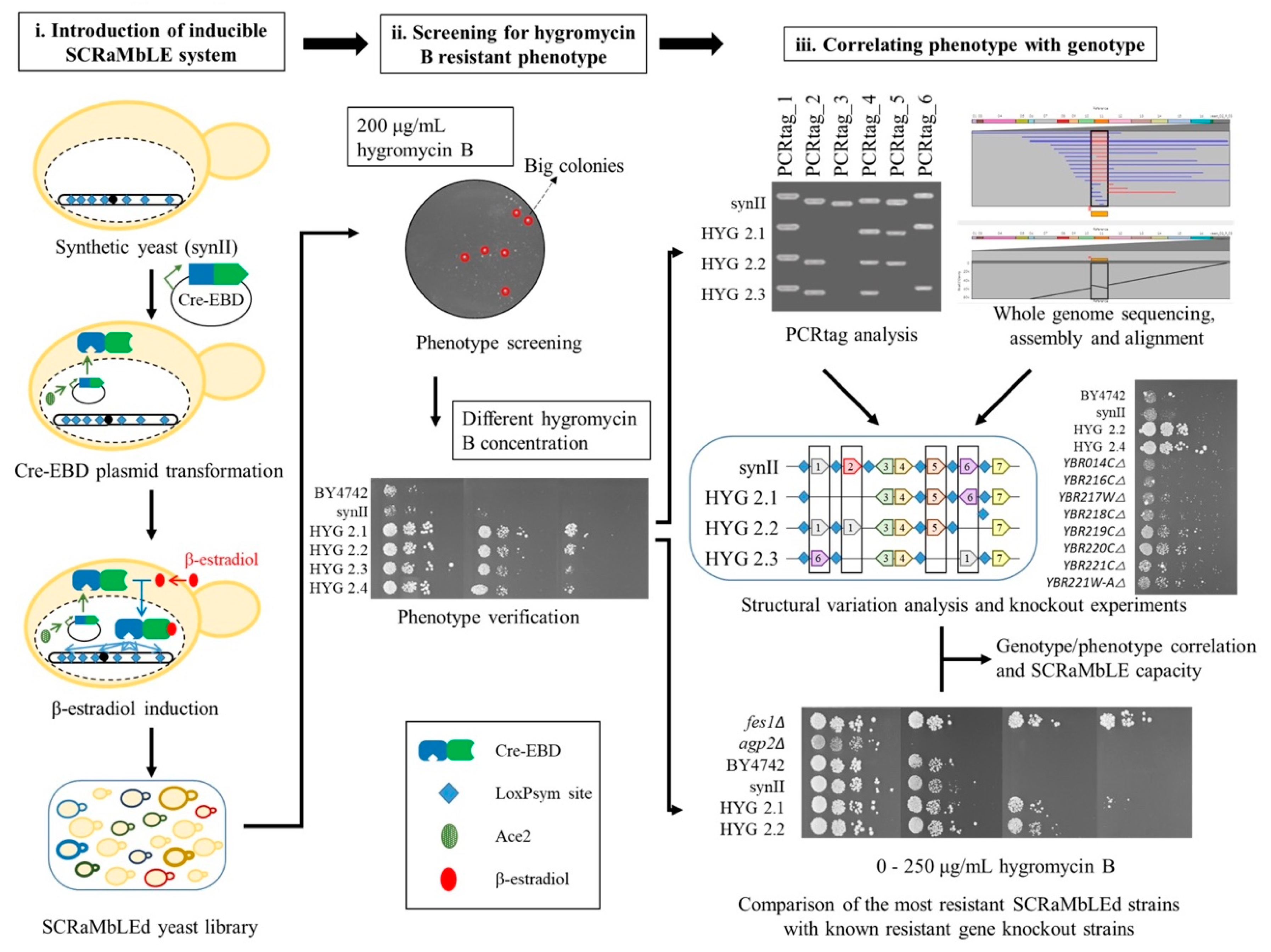 Bioengineering 08 00042 g001