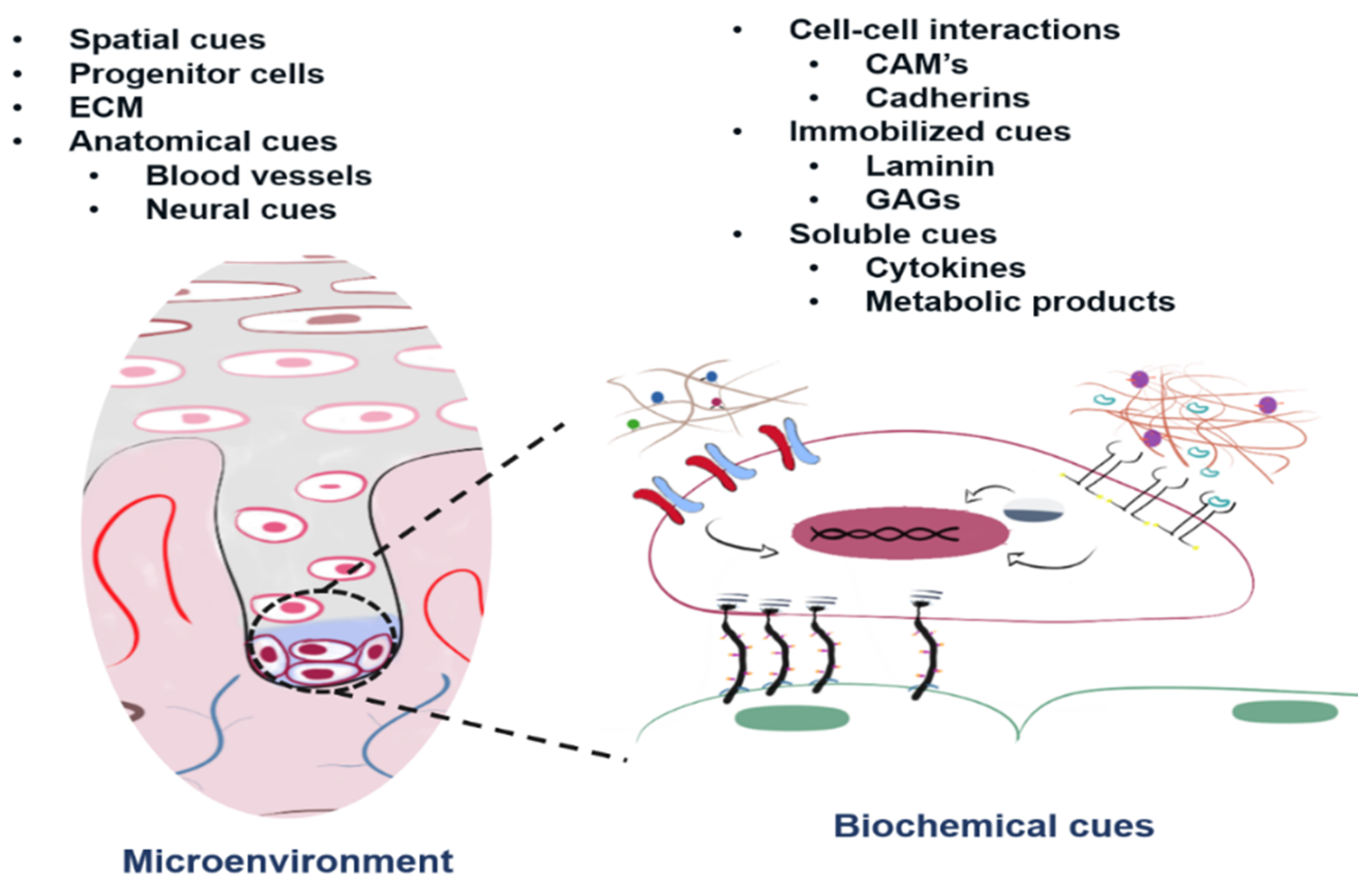 Bioengineering 08 00050 g001