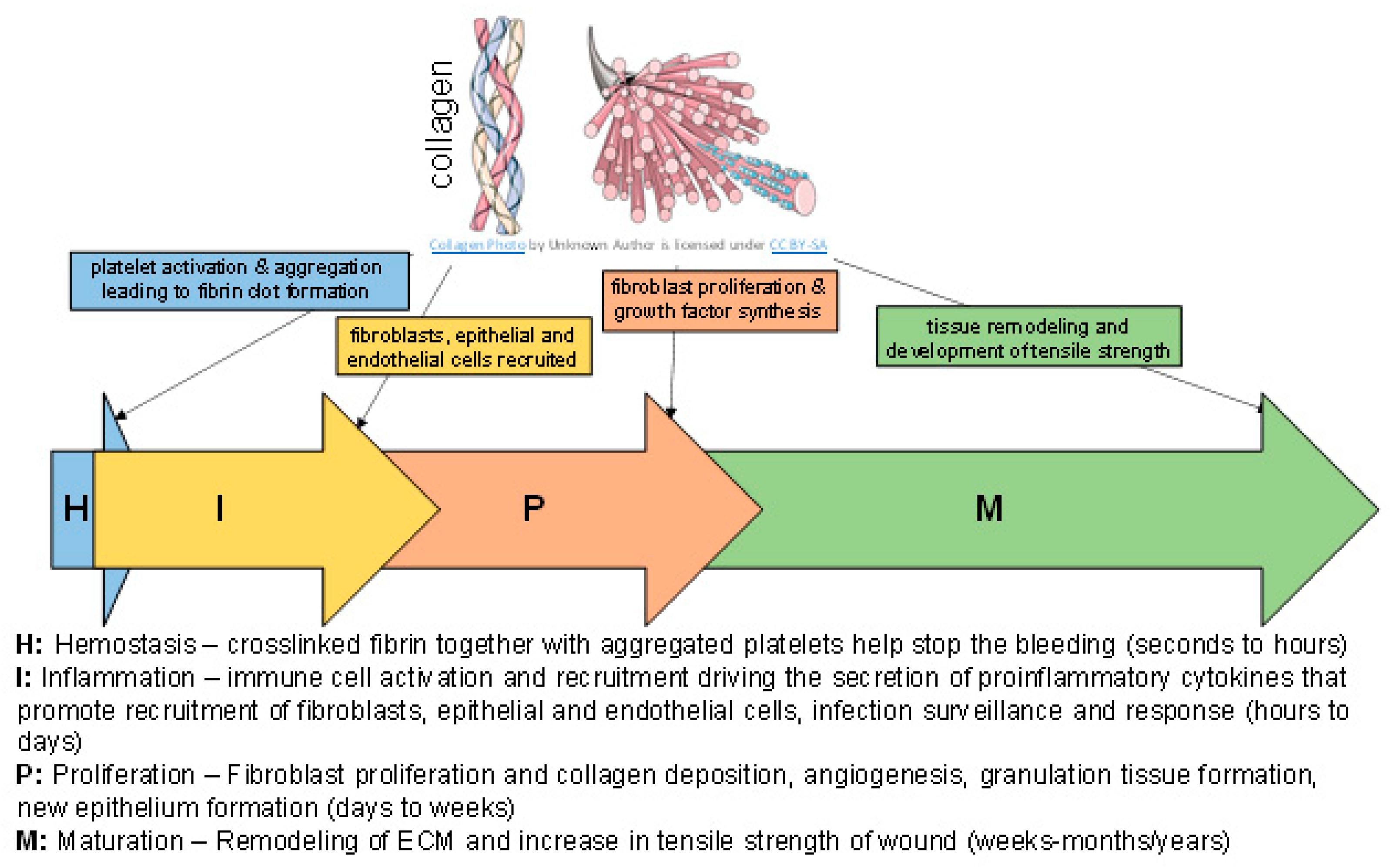 Bioengineering 08 00063 g001