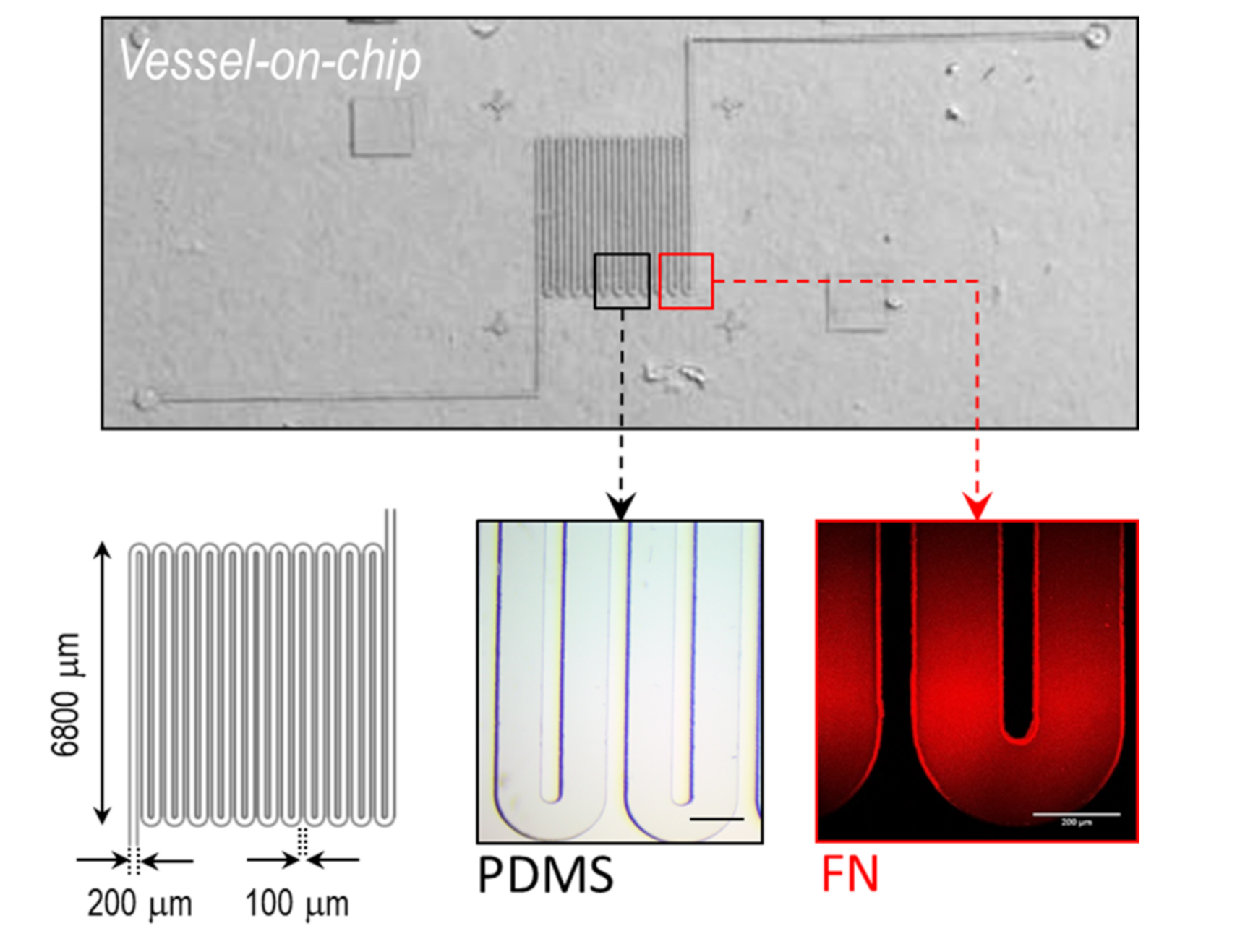 Bioengineering 08 00081 g001 Bioengineering 08 00081 g001