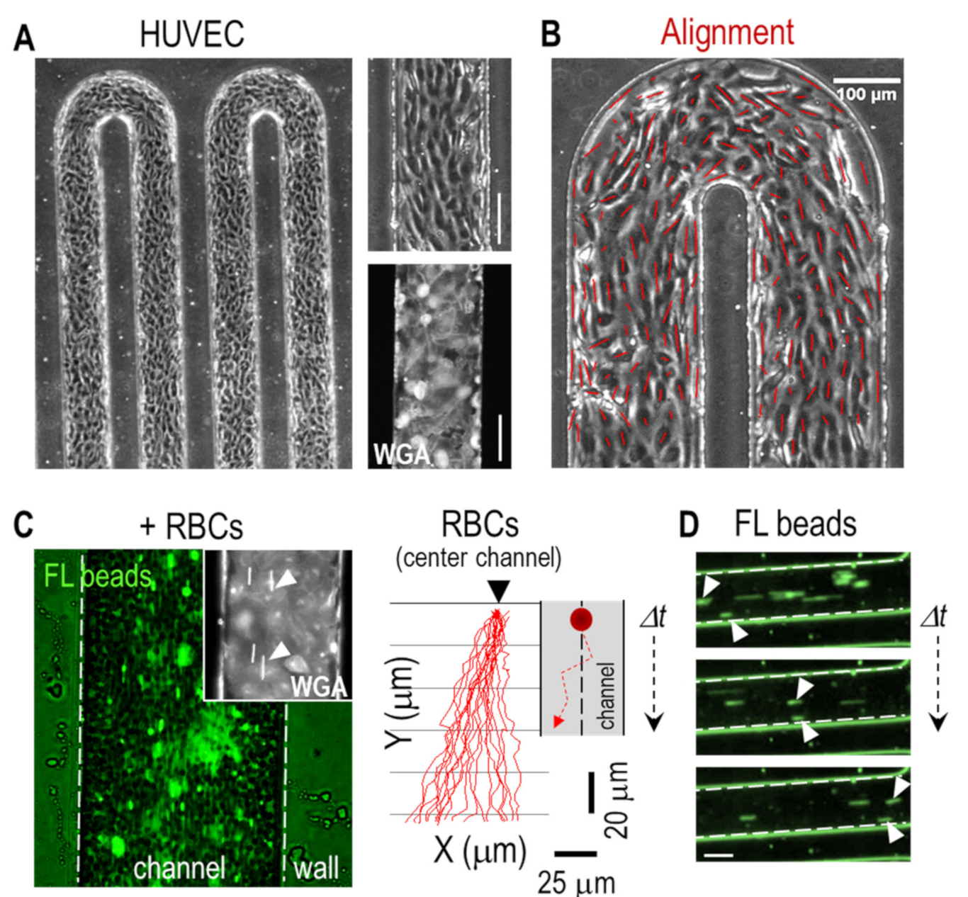 Bioengineering 08 00081 g003 Bioengineering 08 00081 g003