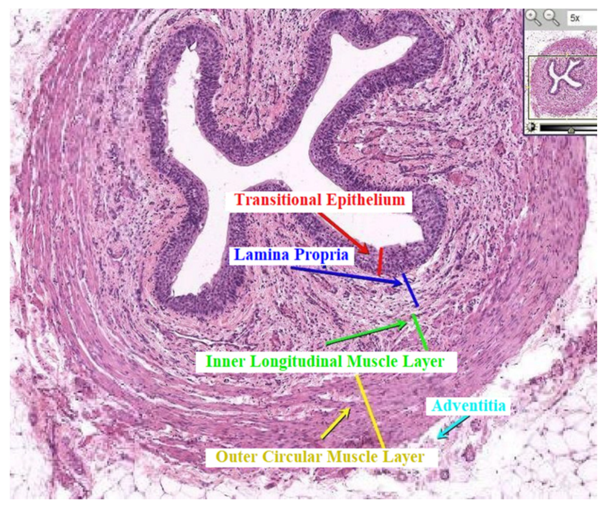 Bioengineering 08 00087 g001