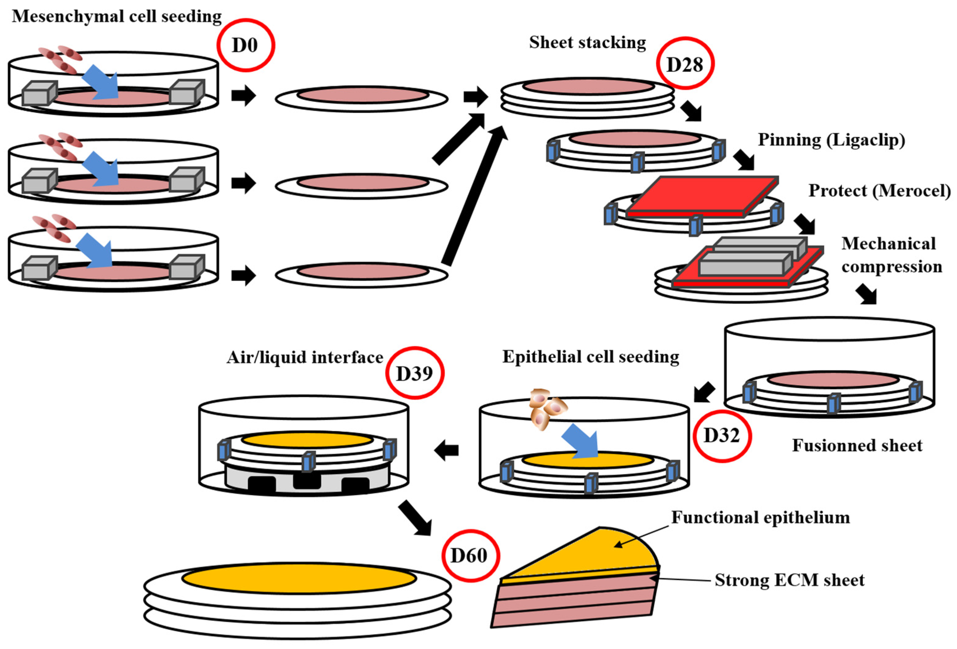 Bioengineering 08 00099 g001