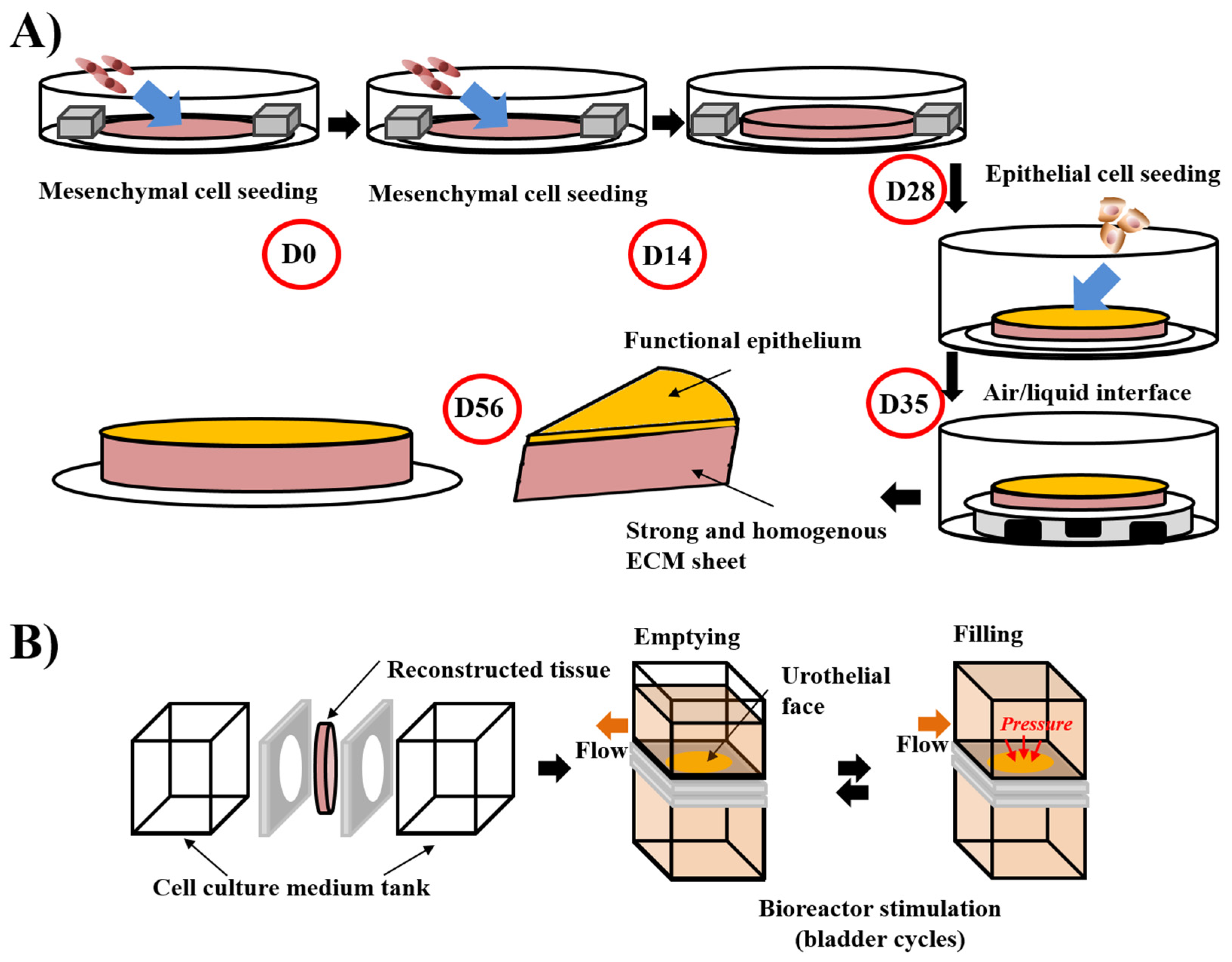 Bioengineering 08 00099 g002