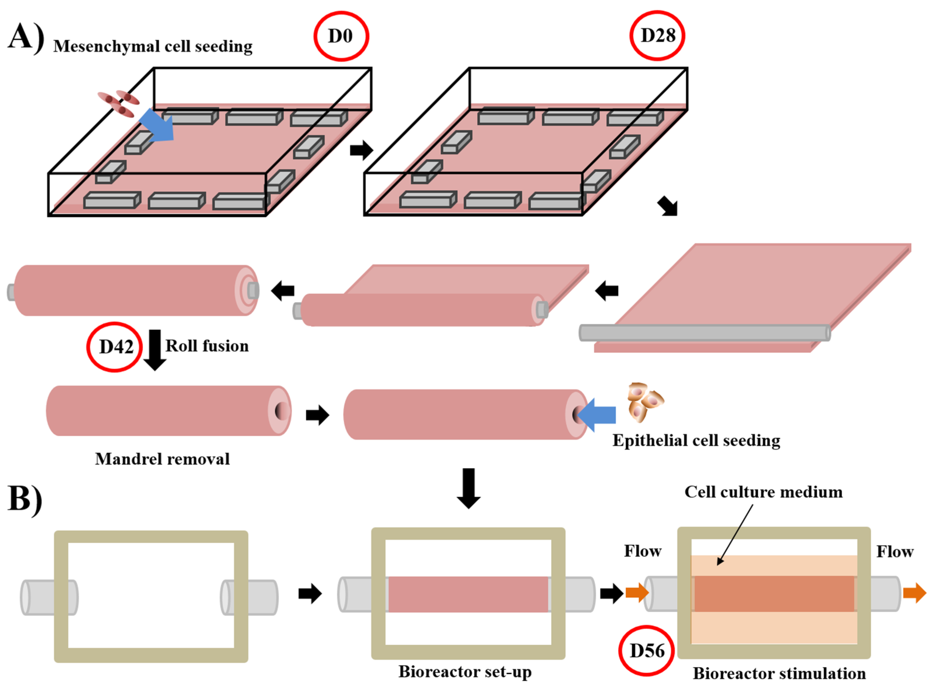 Bioengineering 08 00099 g003