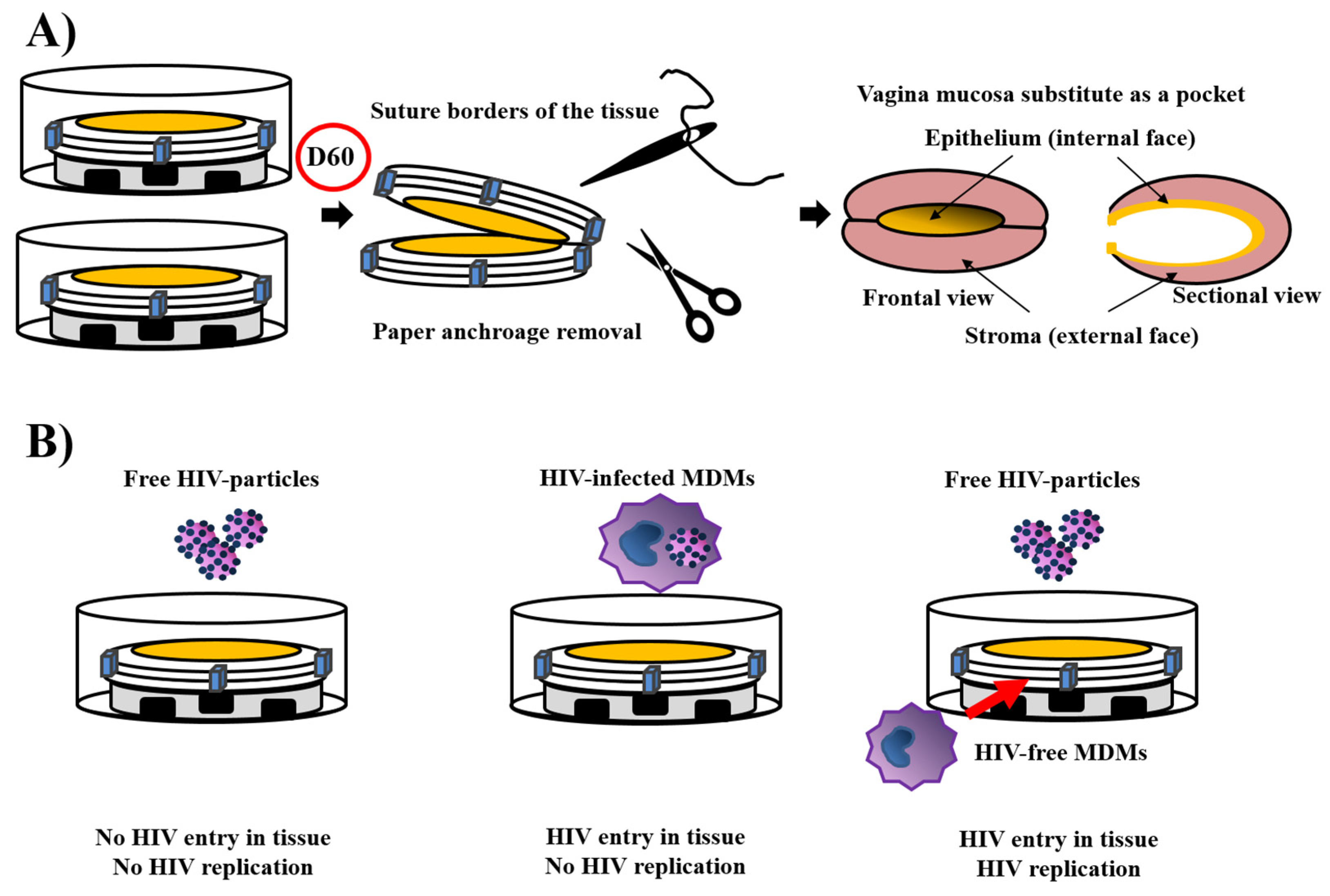 Bioengineering 08 00099 g005